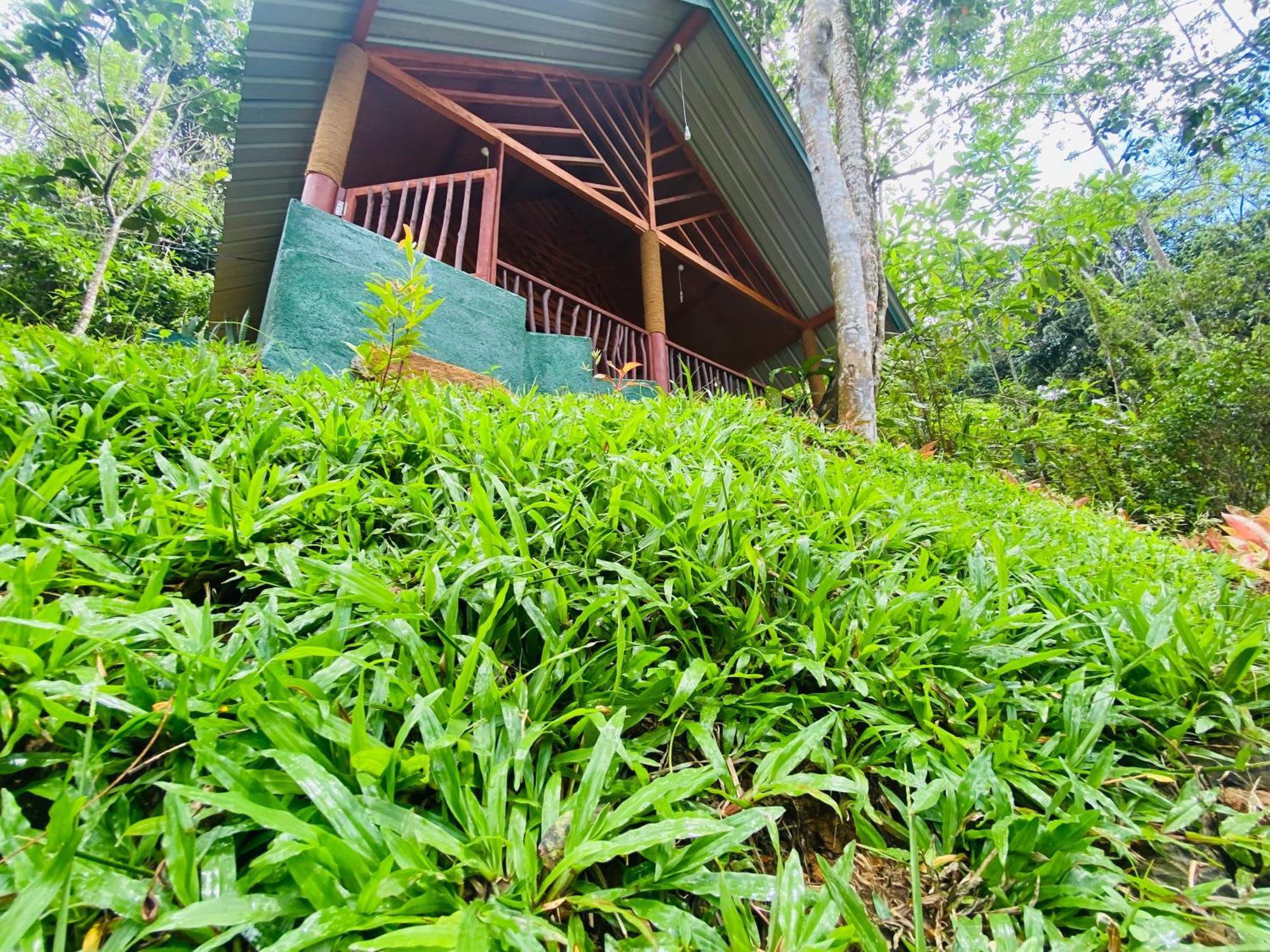דניאיאה The Rainforest Hideaway מראה חיצוני תמונה