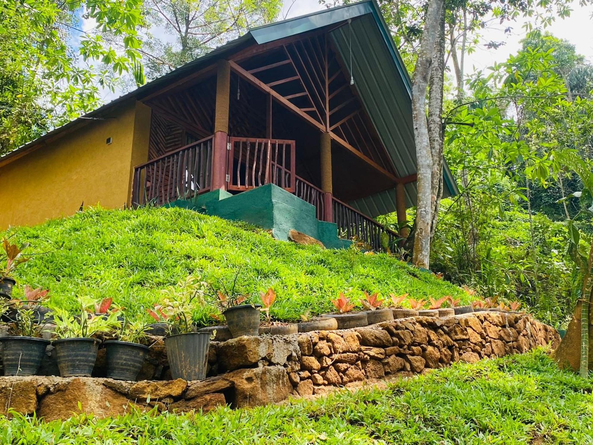 דניאיאה The Rainforest Hideaway מראה חיצוני תמונה