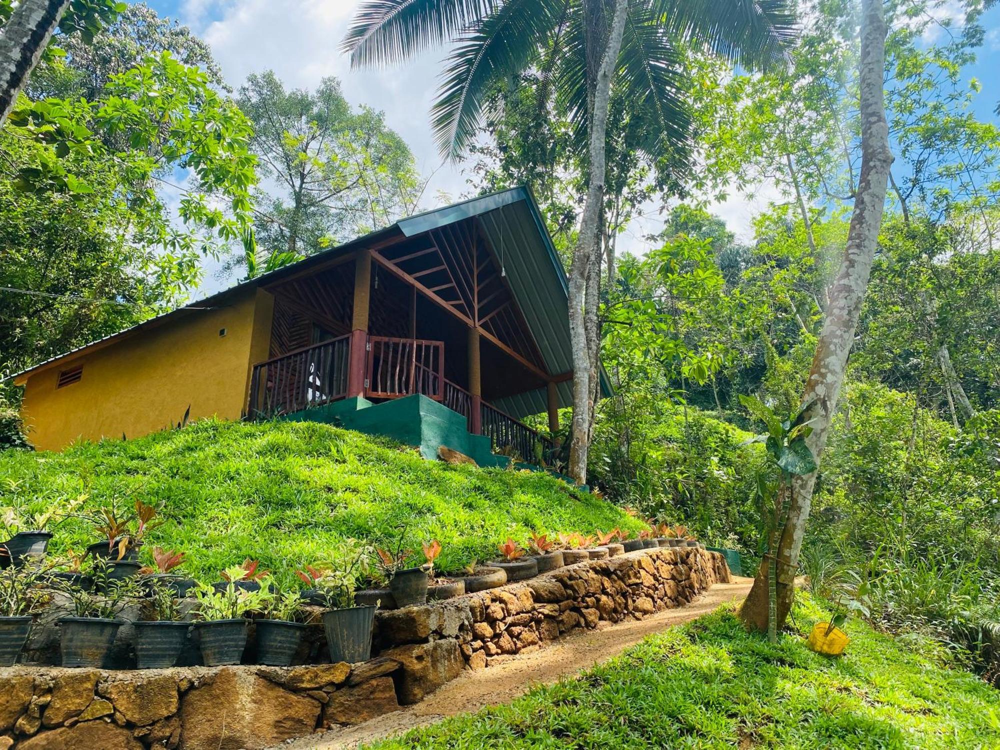 דניאיאה The Rainforest Hideaway מראה חיצוני תמונה